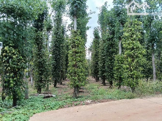 BÁN 1100M2  ĐẤT TRỒNG TIÊU TẠI THI TRẤN KIM LONG, CHÂU ĐỨC, SAT NHỰA, GIÁ CHỈ 1TI150TR - 1