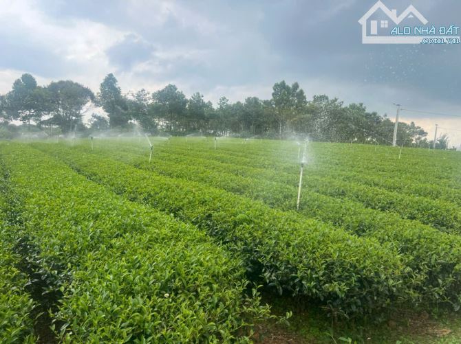 [BẢO LỘC , LÂM ĐỒNG] LÔ ĐẤT VÀNG HƠN 7000M² ĐẤT VỚI THỔ CƯ. - THÁC DAM BRI - 25.88 tỷ - 12