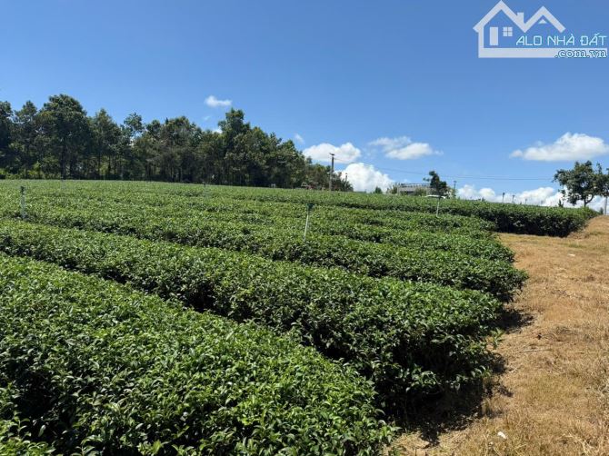 [BẢO_LỘC-LÂM_ĐỒNG] LÔ ĐẤT VÀNG HƠN 7000M² ĐẤT VỚI 1000M THỔ CƯ. GẦN THÁC DAM BRI - hơn 25 - 2