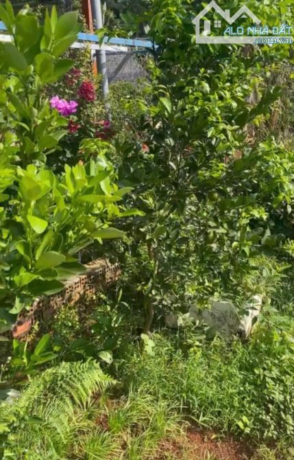 Bán đất giáp suối nước tặng nhà vườn xã Bình Ba, Châu Đức, Bà Rịa Vũng Tàu - 2