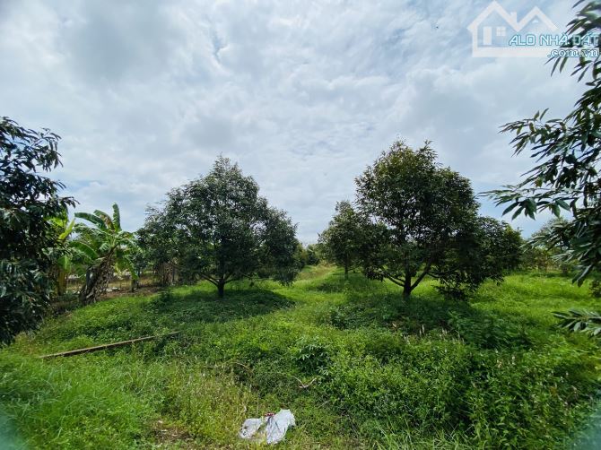 Bán vườn sầu riêng 4000m2 (4 sào) với giá : 6tỷ tại Long Tân, Long Đất - 2
