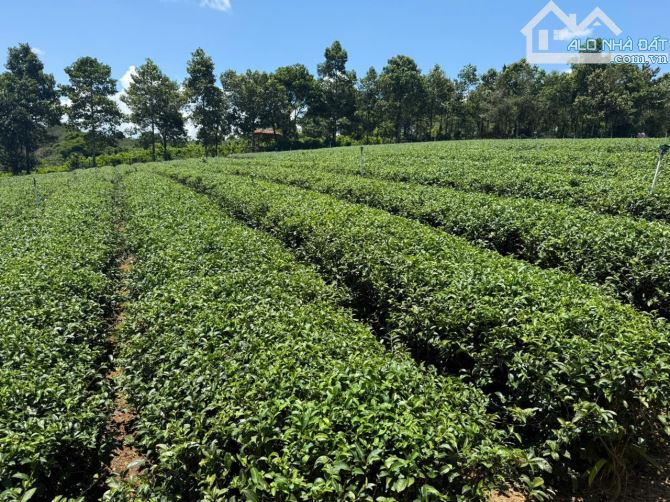 [BẢO_LỘC-LÂM_ĐỒNG] LÔ ĐẤT VÀNG HƠN 7000M² ĐẤT VỚI 1000M THỔ CƯ. GẦN THÁC DAM BRI - hơn 25 - 3