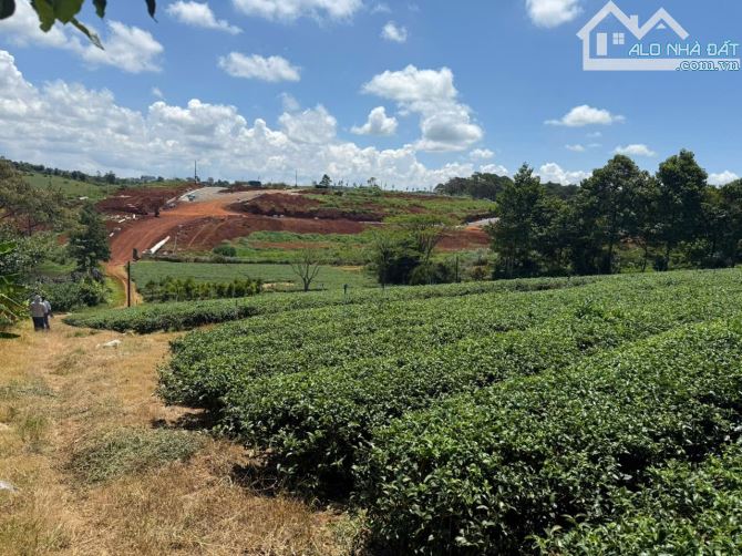 [BẢO_LỘC-LÂM_ĐỒNG] LÔ ĐẤT VÀNG HƠN 7000M² ĐẤT VỚI 1000M THỔ CƯ. GẦN THÁC DAM BRI - hơn 25 - 4