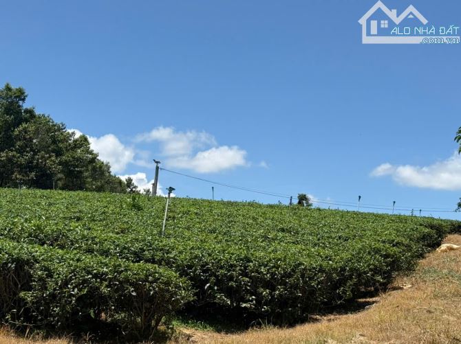 [BẢO_LỘC-LÂM_ĐỒNG] LÔ ĐẤT VÀNG HƠN 7000M² ĐẤT VỚI 1000M THỔ CƯ. GẦN THÁC DAM BRI - hơn 25 - 5