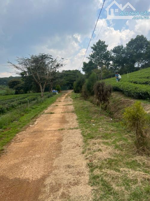 [BẢO LỘC , LÂM ĐỒNG] LÔ ĐẤT VÀNG HƠN 7000M² ĐẤT VỚI THỔ CƯ. - THÁC DAM BRI - 25.88 tỷ - 8