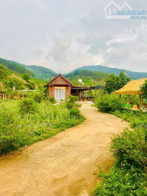 ✈️ Bán gấp 2900m2 tại Di Linh, Lâm Đồng. - 9