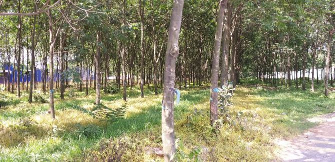 Bán 3,5ha đất MT đường ĐH611 Long Nguyên, Bầu Bàng, Bình Dương 12ty/ha