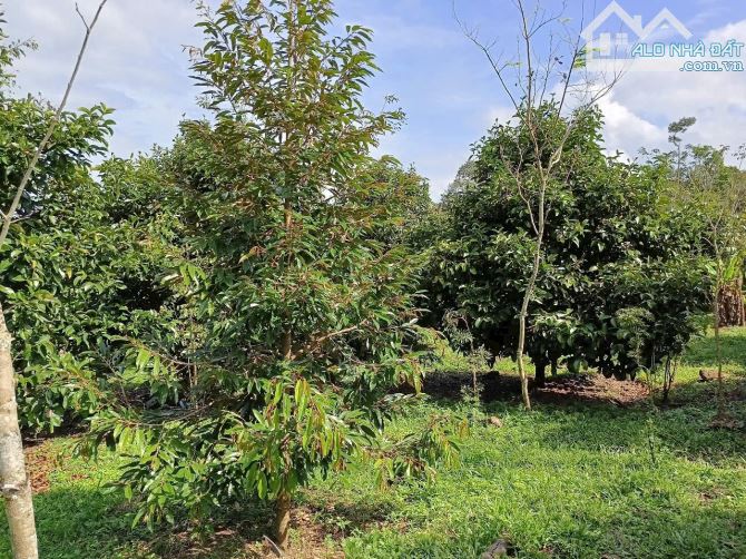 Bán vườn măng cụt cổ thụ 20 năm tuổi|| Ngay dân cư hiện hữu gần Chợ - 1