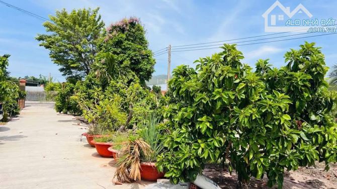 BABS NHÀ VƯỜN 4.000M2 CÓ 2MT TRƯỚC SAU - SẴN NHÀ VÀ VƯỜN TRÁI CÂY . TT PHƯỚC HẢI .LONG ĐẤT - 5