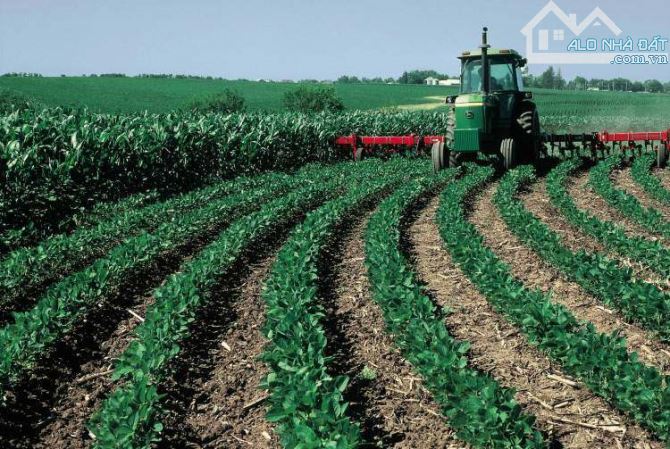 CHO THUÊ 200HA ĐẤT MÀU MỠ TẠI CHÂU ĐỨC, ĐƯỜNG XÁ THUẬN TIỆN, ĐIỆN NƯỚC ĐẦY ĐỦ, 17TR/HA/NĂM - 2