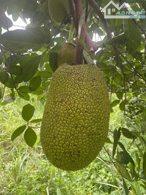 🔥BÁN VƯỜN CÂY ĂN TRÁI GẦN NHA TRANG🔥 - 1