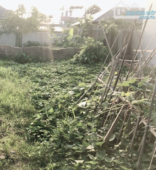 💥Chính chủ gửi em bán giúp lô đấu giá X1 Bắc Hồng, Đông Anh, gần VIN Bắc Hồng, đầu tư👌 - 1