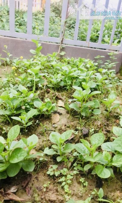 🕋🕋 Nhà vườn 2 tầng 193,5m2 Phạm Văn Đồng, Huế giá tốt - 7