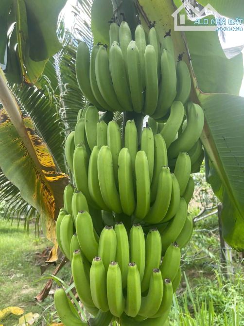 🔥BÁN VƯỜN CÂY ĂN TRÁI GẦN NHA TRANG🔥 - 2
