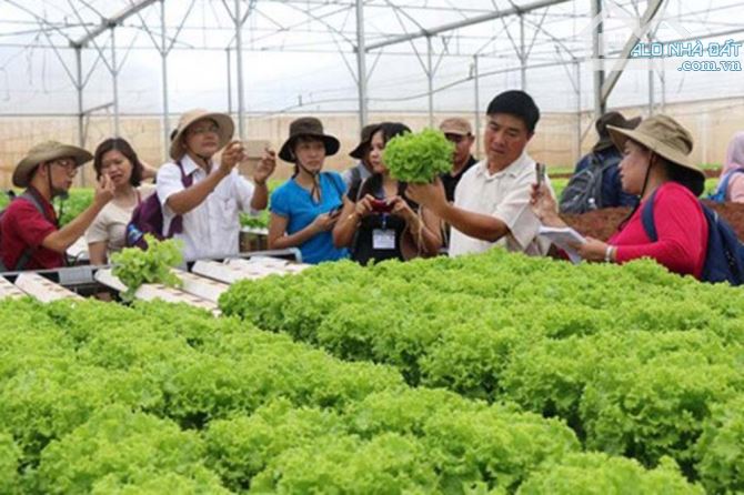 CHO THUÊ 200HA ĐẤT MÀU MỠ TẠI CHÂU ĐỨC, ĐƯỜNG XÁ THUẬN TIỆN, ĐIỆN NƯỚC ĐẦY ĐỦ, 17TR/HA/NĂM - 4