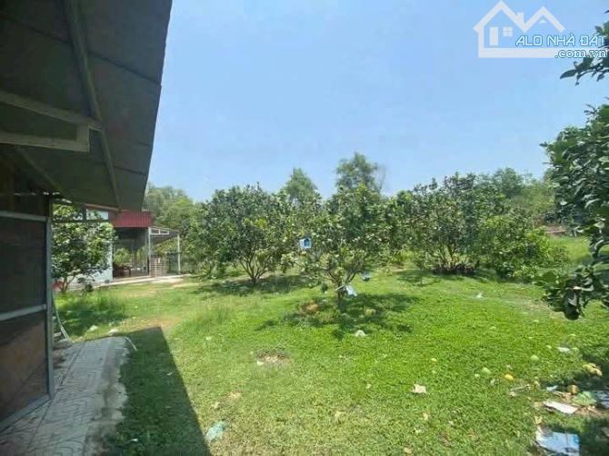 Bán nhà vuòn sổ riêng Bình Lợi Vĩnh Củu - 4
