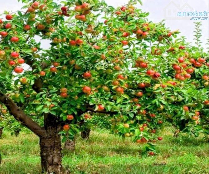 Bán nhà vườn view đẹp ở đức hoà long an giá 2,850 tỷ - 7