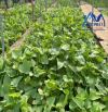 Bán đất full thổ cư phường An Hòa TP Biên Hòa 125m² giá chỉ 1,72 tỷ