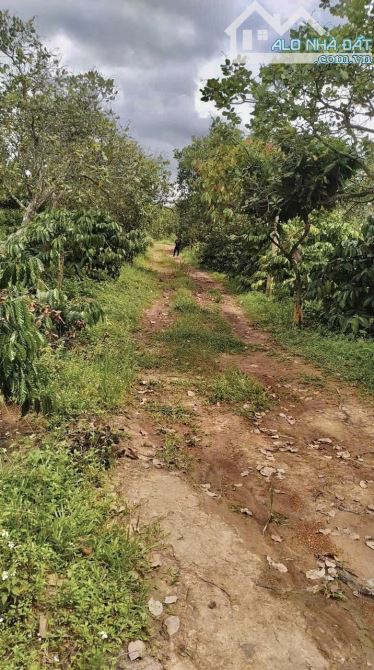 ✨ 6.889M2 (thực tế: 7.500M2) Rẫy Đẹp trồng Full điều, cacao, cafe, mít & sầu riêng - 589TR