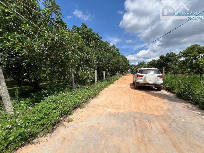 ✨ Vườn Bơ đang thu hoạch, 590M2 (12M x 50M) 200M2 ONT, đường BÊ TÔNG 5M sạch đẹp - 1,37 TỶ