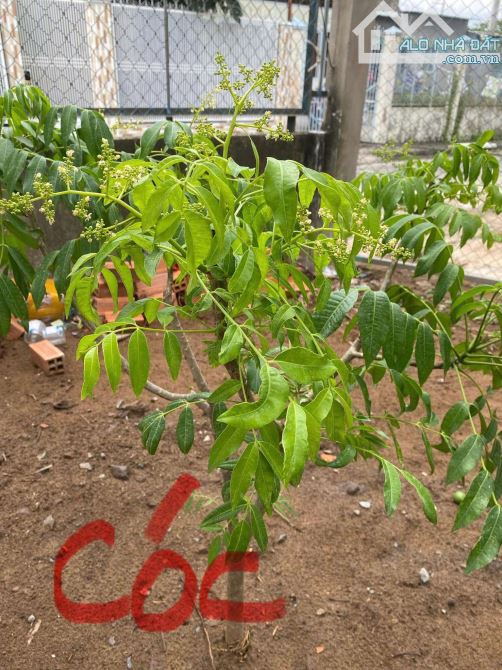 Cho thuê nhà có sân rộng máy lạnh gần chợ nổi Cái Răng 3,5 triệu - 11