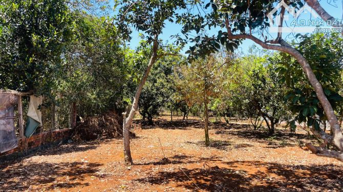 1.186m2 ĐẤT VƯỜN MẶT TIỀN ĐƯỜNG NHỰA – LONG TÂN, ĐẤT ĐỎ Giá chỉ: 3,2 tỷ - 1
