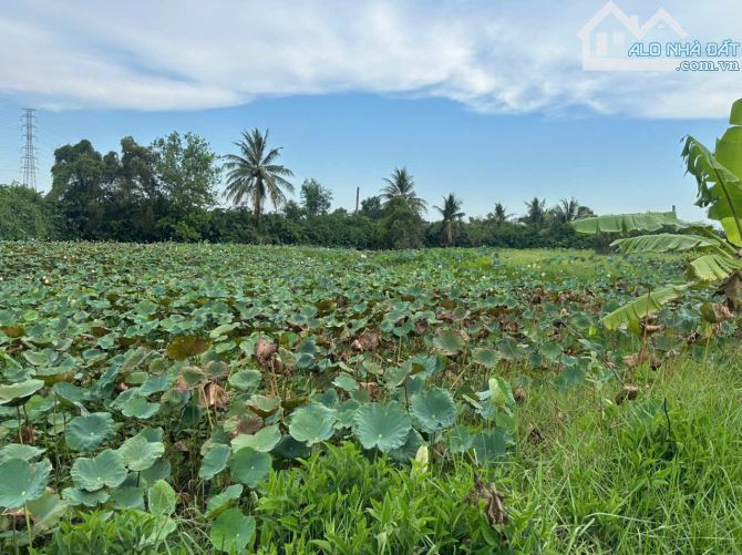 5500m2 có 206m2 thổ ấp 7 nhựt chánh_Bến Lức 2ty399 triệu rẻ ngộp đường ôtô - 1