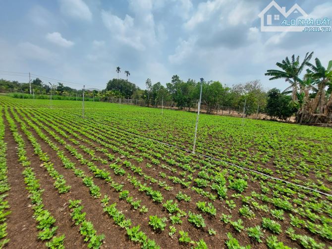 Đất Đoàn Kết, Hòa Khánh, TP. Buôn Ma Thuột - 1