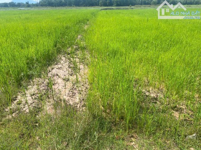 CHO THUÊ NGẮN/DÀI HẠN 5000HA ĐẤT NÔNG NGHIỆP MÀU MỠ, ĐIỆN NƯỚC ĐẦY ĐỦ, GIÁ THUÊ CỰC TỐT - 1