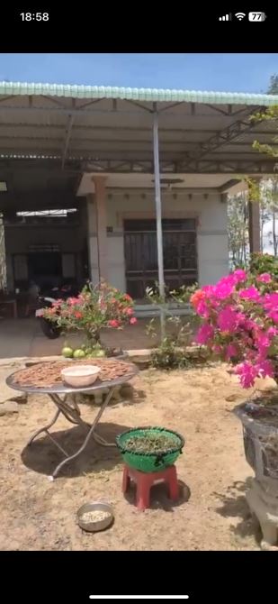 CẦN BÁN 2900m2 full HỒNG TOÀN ĐẤT,CÓ SẴN NHÀ ĐEP VÀ VƯỜN ỔI ĐANG THU HOẠCH GIÁ NGỘP.. - 1