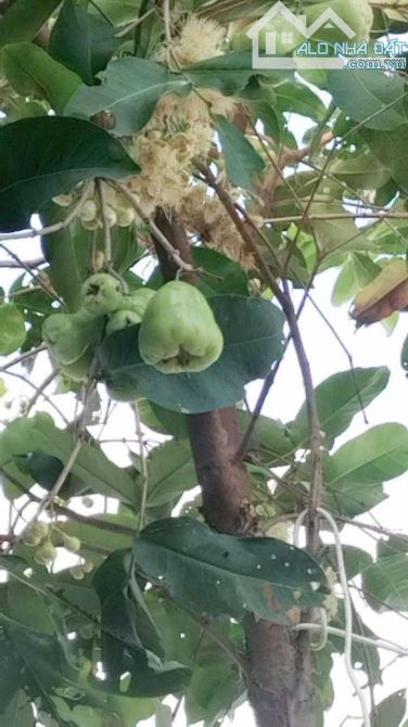 Cho thuê nhà có sân rộng máy lạnh gần chợ nổi Cái Răng 3,5 triệu - 1