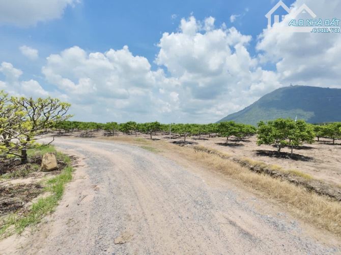 ✨ View đỉnh chóp, Diện tích thuộc hàng hoa khôi, Mặt tiền Ngang đến 25M x Dài 40M - 419TR - 1