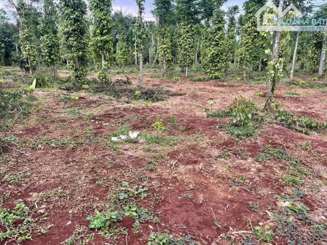❌❌KHÔNG CHÊ ĐƯỢC - Bán vườn Cư Mgar 9570m2 có 200m đường nhựa chỉ 4 tỷ 850 (cà phê, tiêu) - 1