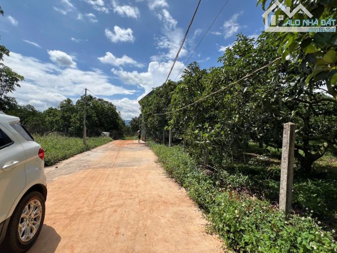 ✨ Vườn Bơ đang thu hoạch, 590M2 (12M x 50M) 200M2 ONT, đường BÊ TÔNG 5M sạch đẹp - 1,37 TỶ - 1