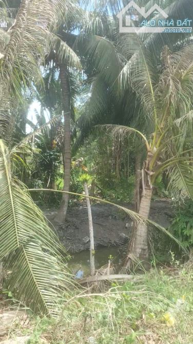 Cần Bán Gấp vườn Dừa 4000m² MT QL54 Cách Ngã 3 Cây Gòn 500m về hướng tiểu cần - 2