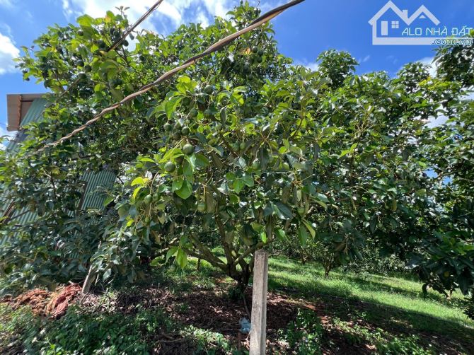 ✨ Vườn Bơ đang thu hoạch, 590M2 (12M x 50M) 200M2 ONT, đường BÊ TÔNG 5M sạch đẹp - 1,37 TỶ - 2
