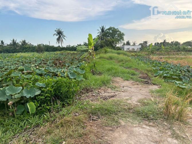 5500m2 có 206m2 thổ ấp 7 nhựt chánh_Bến Lức 2ty399 triệu rẻ ngộp đường ôtô - 3
