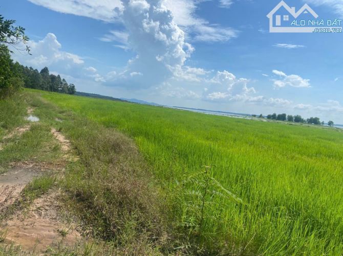 CHO THUÊ NGẮN/DÀI HẠN 5000HA ĐẤT NÔNG NGHIỆP MÀU MỠ, ĐIỆN NƯỚC ĐẦY ĐỦ, GIÁ THUÊ CỰC TỐT - 3