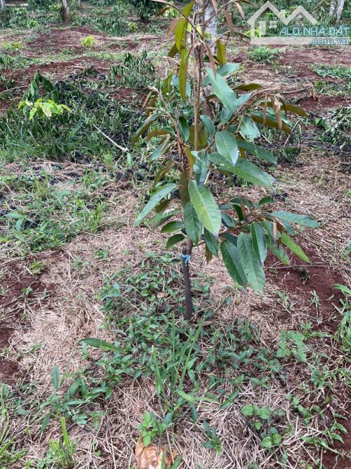 ❌❌KHÔNG CHÊ ĐƯỢC - Bán vườn Cư Mgar 9570m2 có 200m đường nhựa chỉ 4 tỷ 850 (cà phê, tiêu) - 3