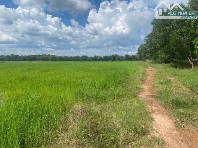 CHO THUÊ NGẮN/DÀI HẠN 5000HA ĐẤT NÔNG NGHIỆP MÀU MỠ, ĐIỆN NƯỚC ĐẦY ĐỦ, GIÁ THUÊ CỰC TỐT - 4