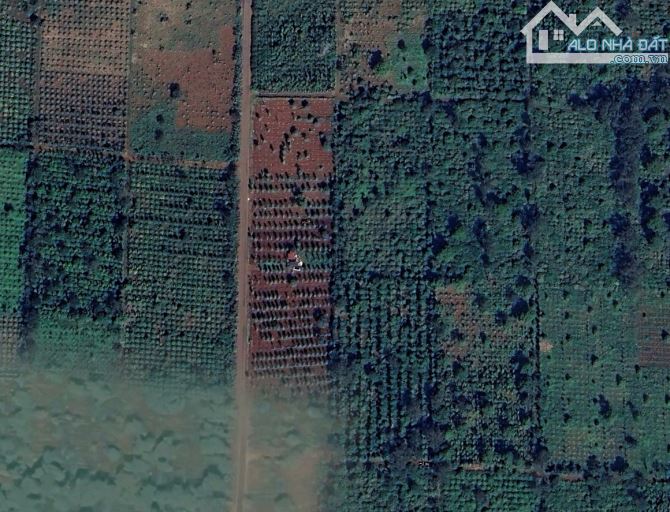 ❌❌KHÔNG CHÊ ĐƯỢC - Bán vườn Cư Mgar 9570m2 có 200m đường nhựa chỉ 4 tỷ 850 (cà phê, tiêu) - 4