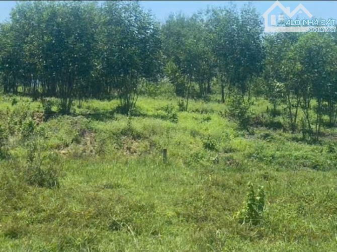 Bán 6200m2 - 1 tỷ 6 - đất Thôn 2 - Diên Đồng - Diên khánh