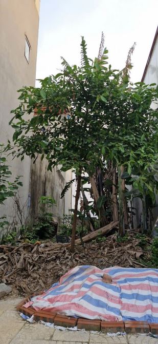 🌟 BÁN LÔ ĐẤT NHÁNH NGUYỄN THỊ ĐỊNH, THANH CHÂU , PHỦ LÝ HÀ NAM DT 74M GIÁ  2.1 tỷ