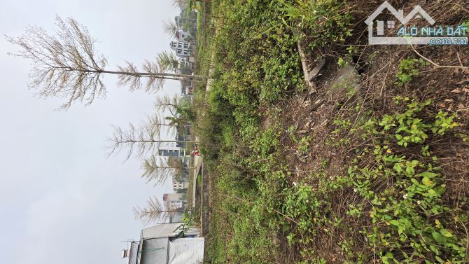 B.Á.N ĐẤT ĐẤU GIÁ CÂY SUNG  ĐAN PHƯỢNG , LÔ GÓC, PHÂN LÔ, Ô TÔ TRÁNH  79M2, 12 TỶ - 1