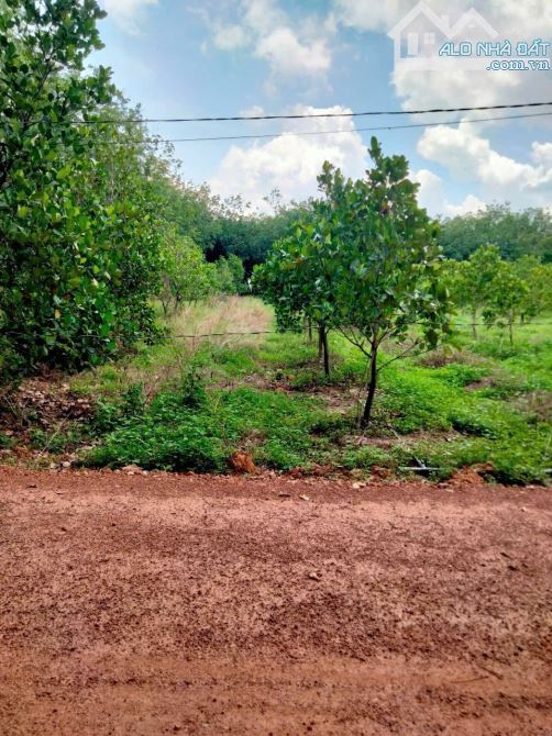 Cần bán gấp 2100m2 đất trồng mít, có sẵn 100m2 thổ cư, đường xe hơi, giá 1.4 tỷ - 1