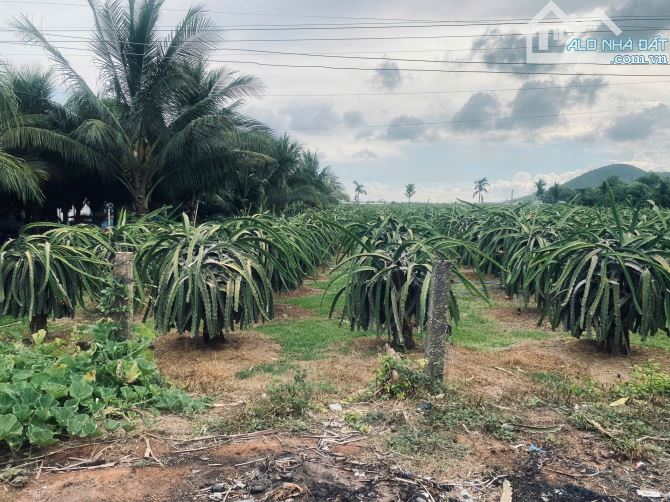 20x80 (1600m2) 100m2 Tc Đinh Công Tráng LaGi Giá Cực Rẻ - 2