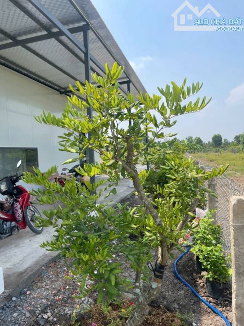 Nhà vườn 500m2 đất View kênh cực đẹp chỉ 879 tr - 3