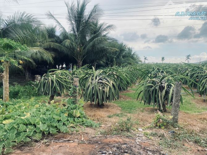 20x80 (1600m2) 100m2 Tc Đinh Công Tráng LaGi Giá Cực Rẻ - 4