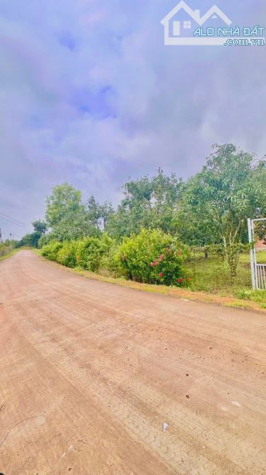 BÁN VƯỜN XOÀI NGAY KHU CÔNG NGHIỆP ĐỊNH QUÁN 1000m2(12mx86m) ĐƯỜNG BÊ TÔNG DÂN CƯ 920TRIỆU - 4