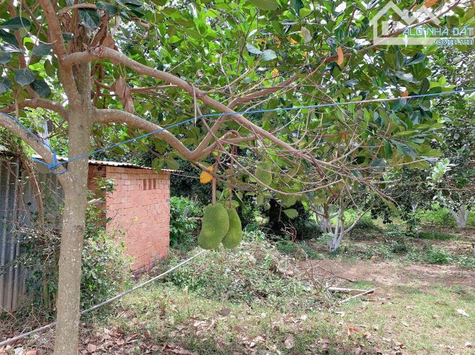 Bán khoảng 1 sào 9 (1899m2) đất Sông Xoài, Tp.Phú Mỹ, BRVT. - 4